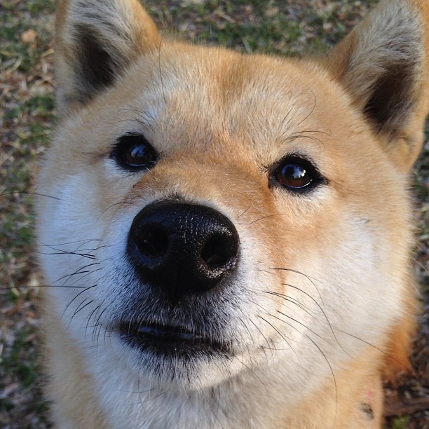 _篮网持续领跑联盟，状态火热_，篮网领先