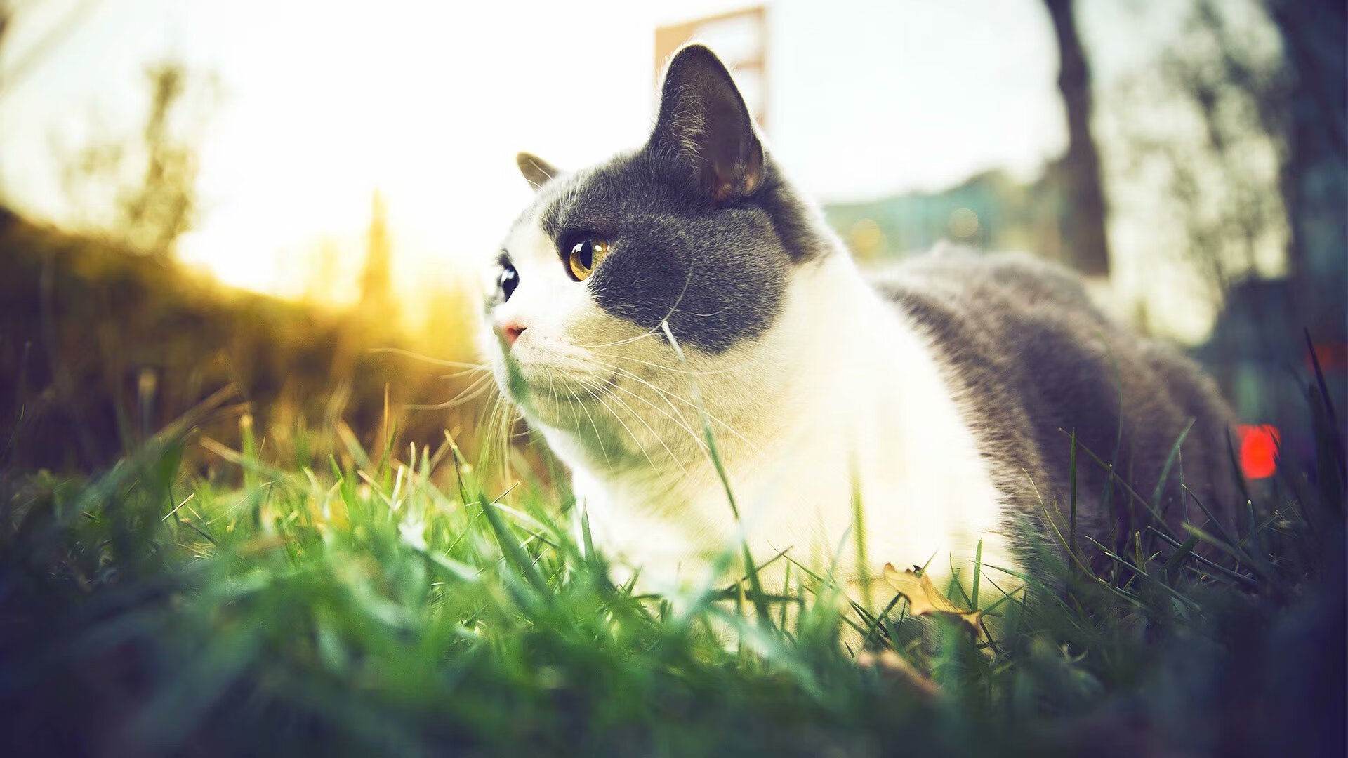 _篮网持续领跑联盟，状态火热_，篮网领先