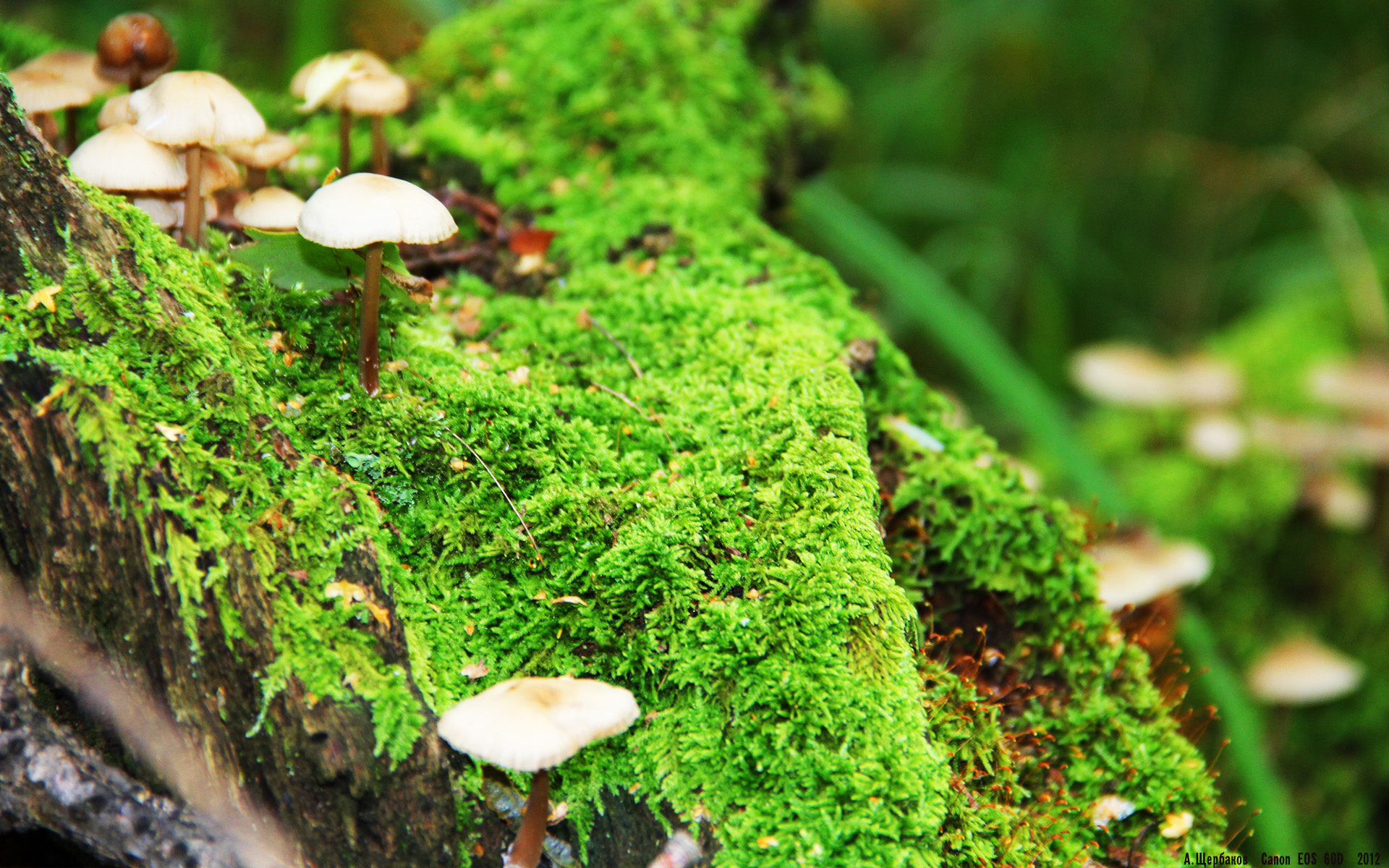 中国高尔夫球协会推动赛事国际化进程，中国高尔夫协会正式成立时间